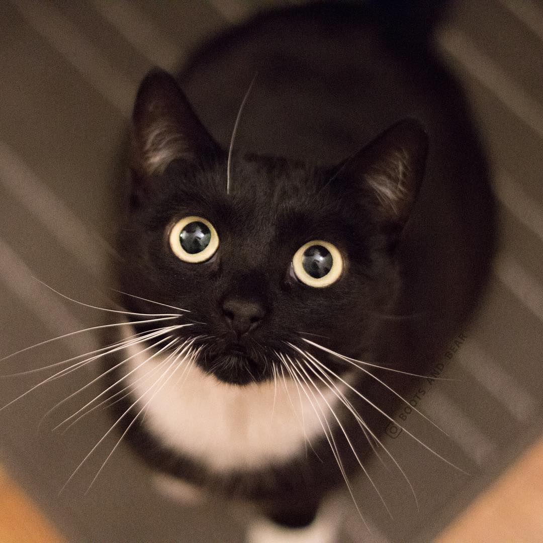 Silly Tuxedo Cat