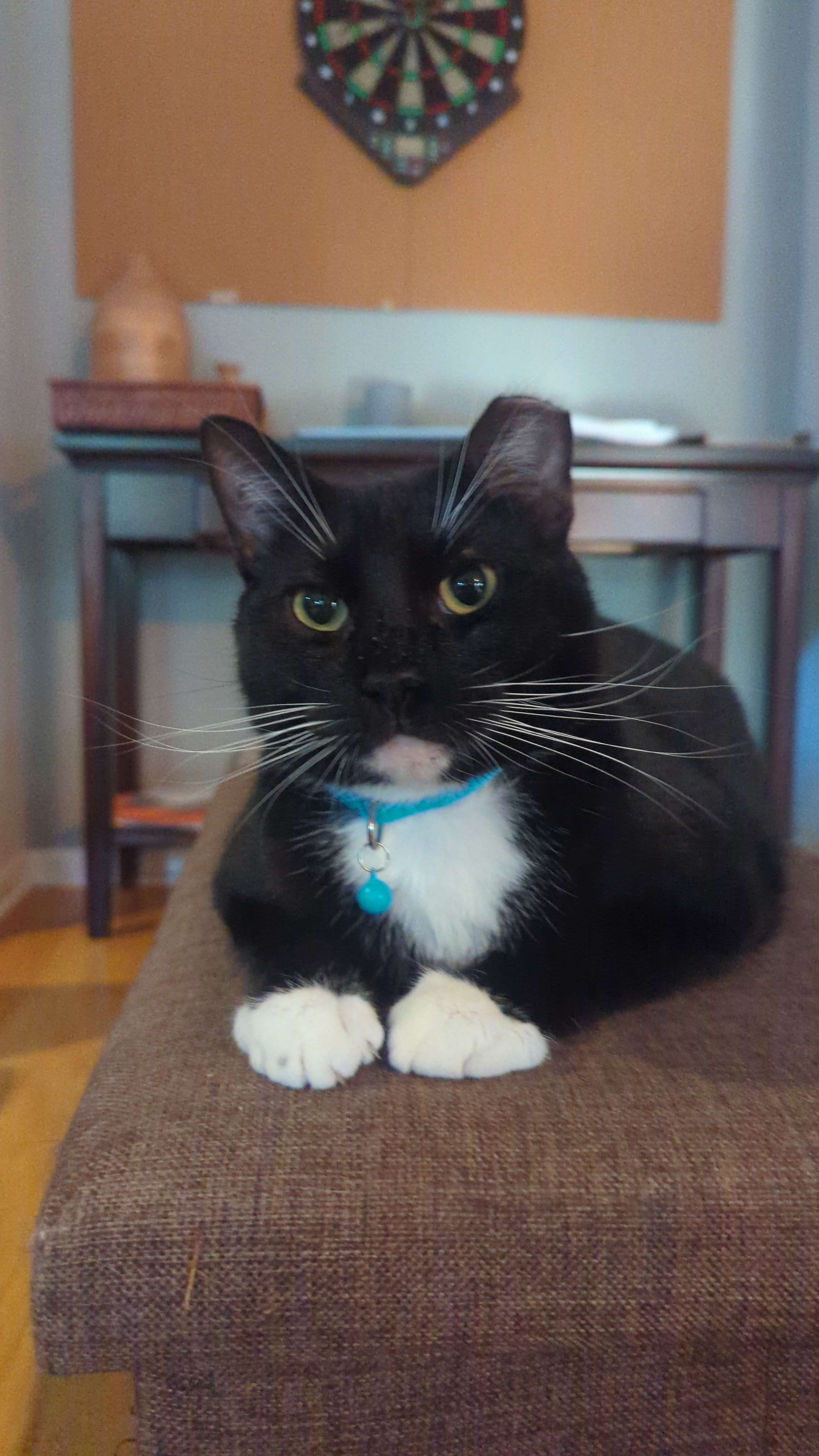 Mr. Pickles the Tuxedo Cat